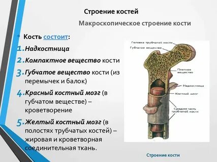 Губчатое вещество состоит из