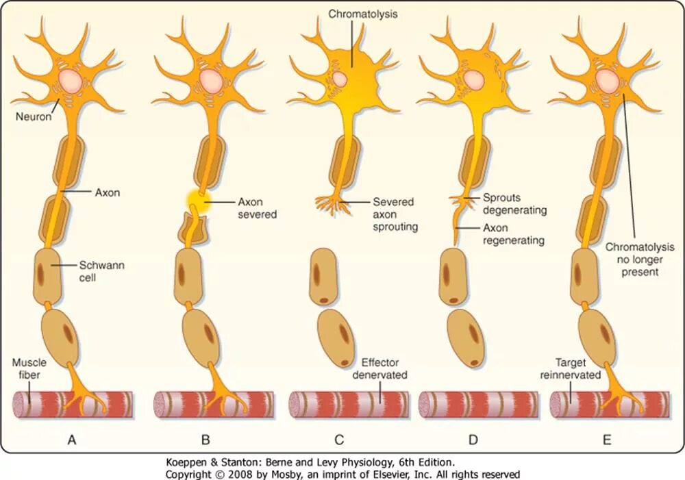 Схема регенерации нейрона после повреждения отростка. Регенерация нервного волокна схема. Регенерация нейронов гистология схема. Регенерация нервных волокон гистология.