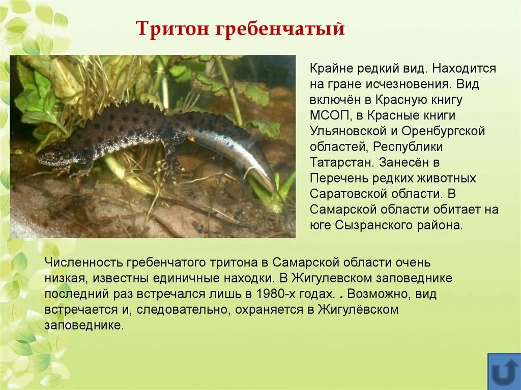 Тип гребенчатого тритона
