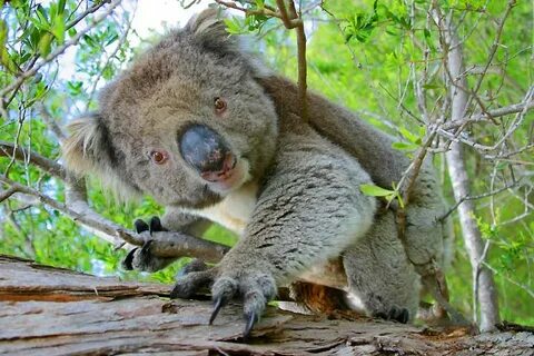 Drop bear