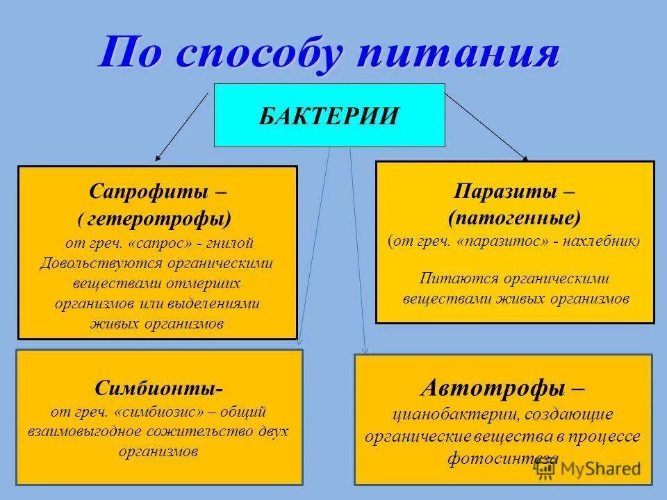 Какой способ питания у бактерий. Питание бактерий гетеротрофы сапрофиты. Типы питания гетеротрофы сапрофиты, паразиты. Типы питания гетеротрофы сапрофиты. Бактерии сапрофиты.