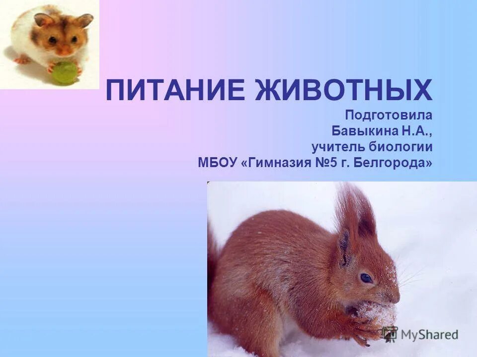 Тема питание животных. Питание животных презентация. сообщение о питании животных. питание животных 5 класс биология. питание животных 9 класс.