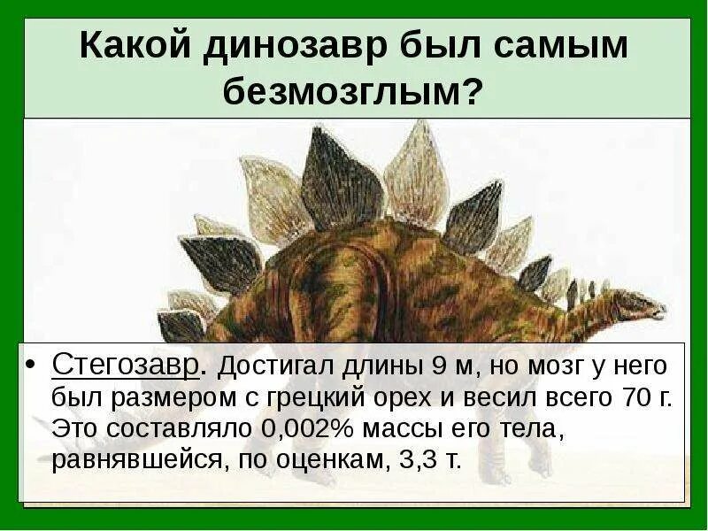 Какой динозавр был самым крупным 8 букв. Стегозавр мозг размер. стегозавр размеры. мозг динозавра размеры. стегозавр интересные факты для детей.