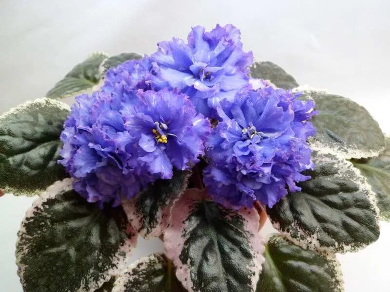 Фиалка ек весенний гром. Фиалка сорт богиня красоты. Фиалка сорта ек. Сенполия ек богиня красоты. Фиалка сорта ек.