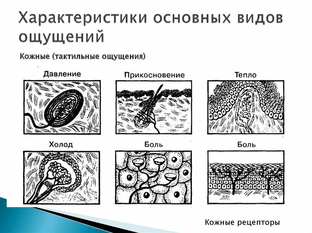 Схема кожное чувство. Кожно-мышечный анализатор. Кожное чувство виды. Характеристика кожных ощущений.