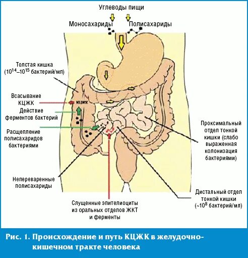 Какой сок в толстом кишечнике. PH кишечника. PH кишечника человека.