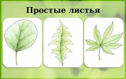 Картинка простого листа