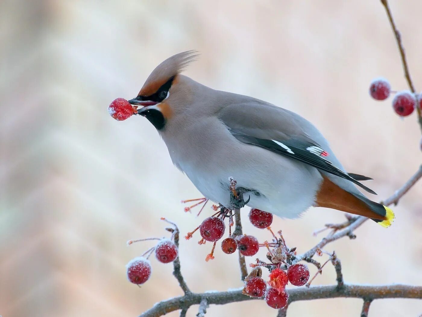 Зимующие птицы россии для дошкольников. Какие птицы есть зимой. Зимующие птицы урала для дошкольников. Какие птицы есть зимой. Свиристели перелетные.