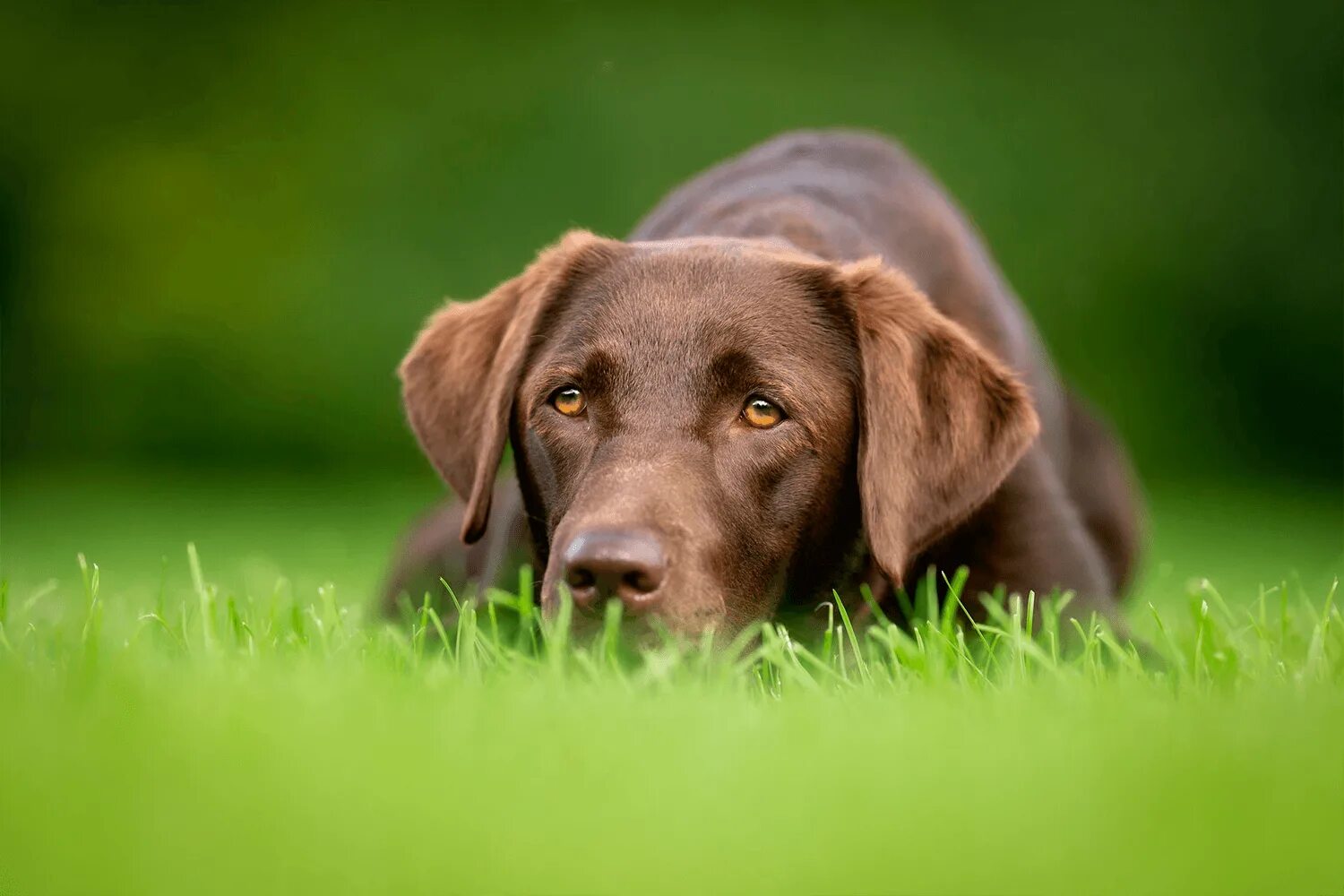 Почему собака ест траву на улице. Порода собак лабрадор. Лабрадор на траве. Собака ест траву дома. Лабрадор черный заставка.