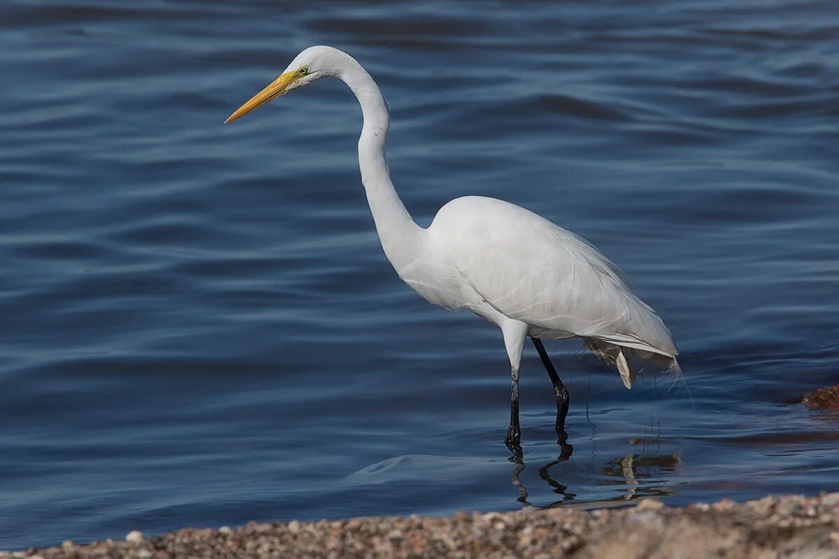 Цапля 2 класс. Доклад про цаплю. Загадка про цаплю. Цапля 2 класс. Цапля презентация.