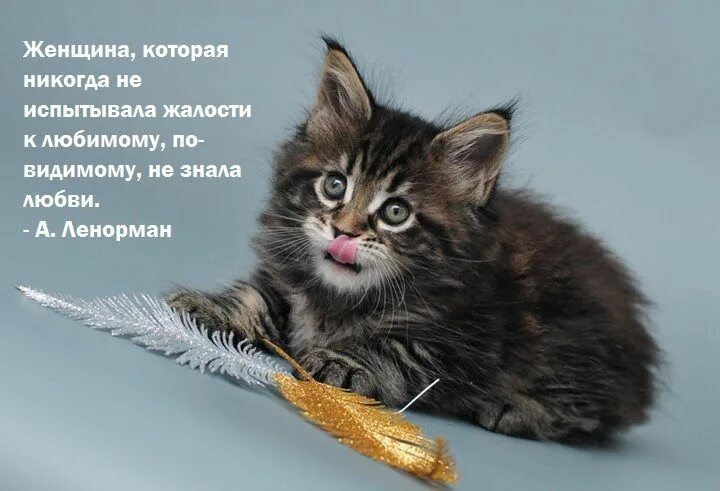Человек и кот цитаты. Афоризмы про кошек. высказывания о кошках. фразы про котов. цитаты про котят.