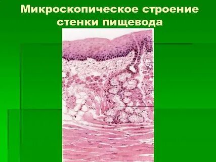 Стенки пищевода
