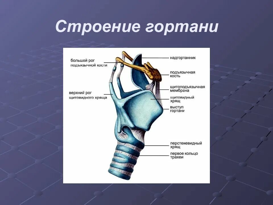 Надгортанник и щитовидный хрящ. Щитовидный хрящ гортани кадык. Строение гортани надгортанник. Щитовидный хрящ гортани анатомия.