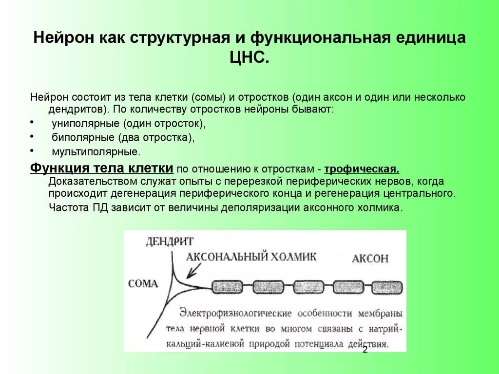 Структурно-функциональной единицы нервной системы (нейрона). Нейрон как структурно-функциональная единица ЦНС. Структура и функции нейронов. Нейрон как структурно-функциональная. Свойствами центральной нервной системы