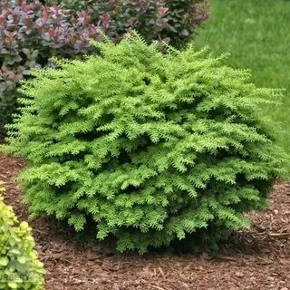 Низкорослые кустарники