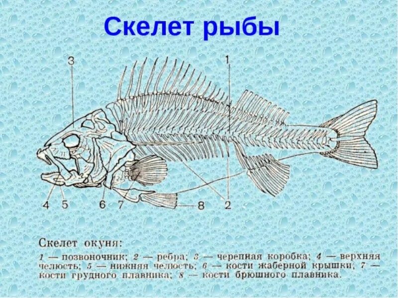 Строение скелета речного окуня. Строение скелета костистой рыбы. Внутреннее строение речного окуня скелет. Скелет рыбы строение биология.