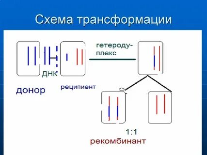 Стадии трансформации