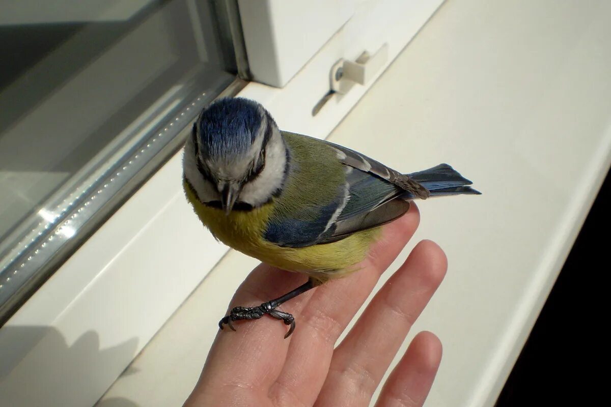 Почему птица бьется. Синичка. Синичка на балконе. Домашняя синица. Птицы залетающие в дома.