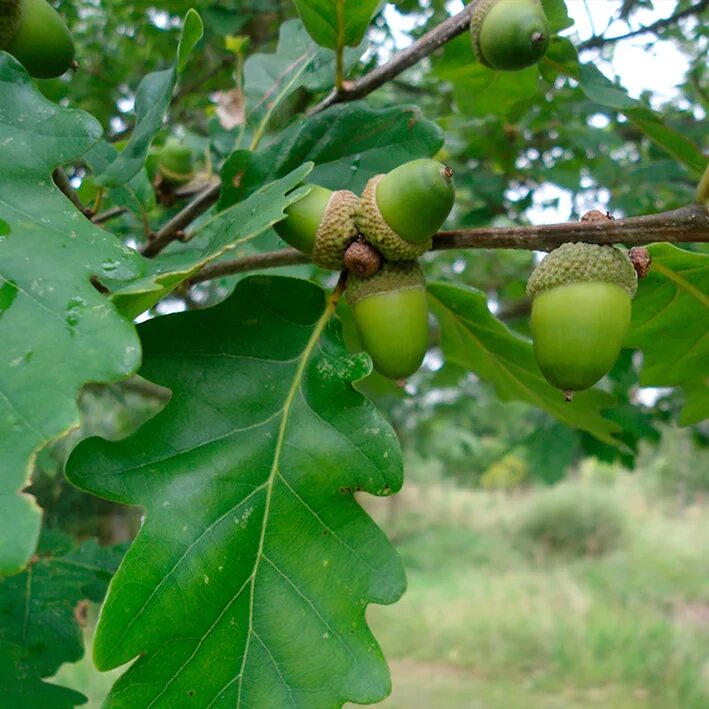 Дуб черешчатый (quercus robur). Дубовый лист. Зеленая книга сказок clever. Дуб черешчатый осенью. Лист дуба лермонтов.
