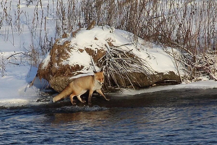 чебоксары животное. краеведческий музей чебоксары. зооуголок ковчег чебоксары. лиса соня. лиса присурский заповедник.