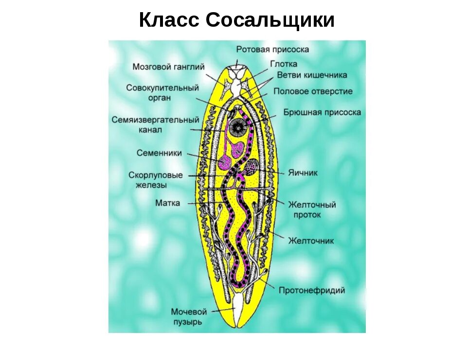 Сосальщик биология 7 класс