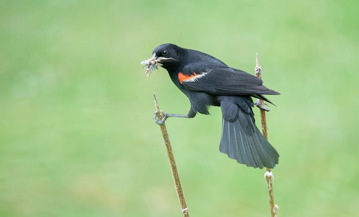 Garrulus lanceolatus гималайская сойка. Презентация на тему птицы нашего парка. Птица подражающая голосам других птиц. Птицы которые подражают голосам других птиц. Птица подражающая голосам других.