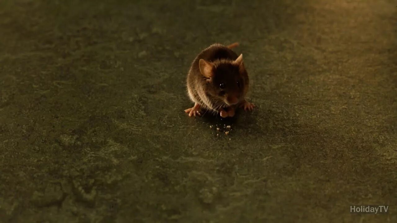 Джон коффи. Yashil makon png. Яшил маскан. Мактабларда яшил макон лойиҳаси. Yashil makon logo.