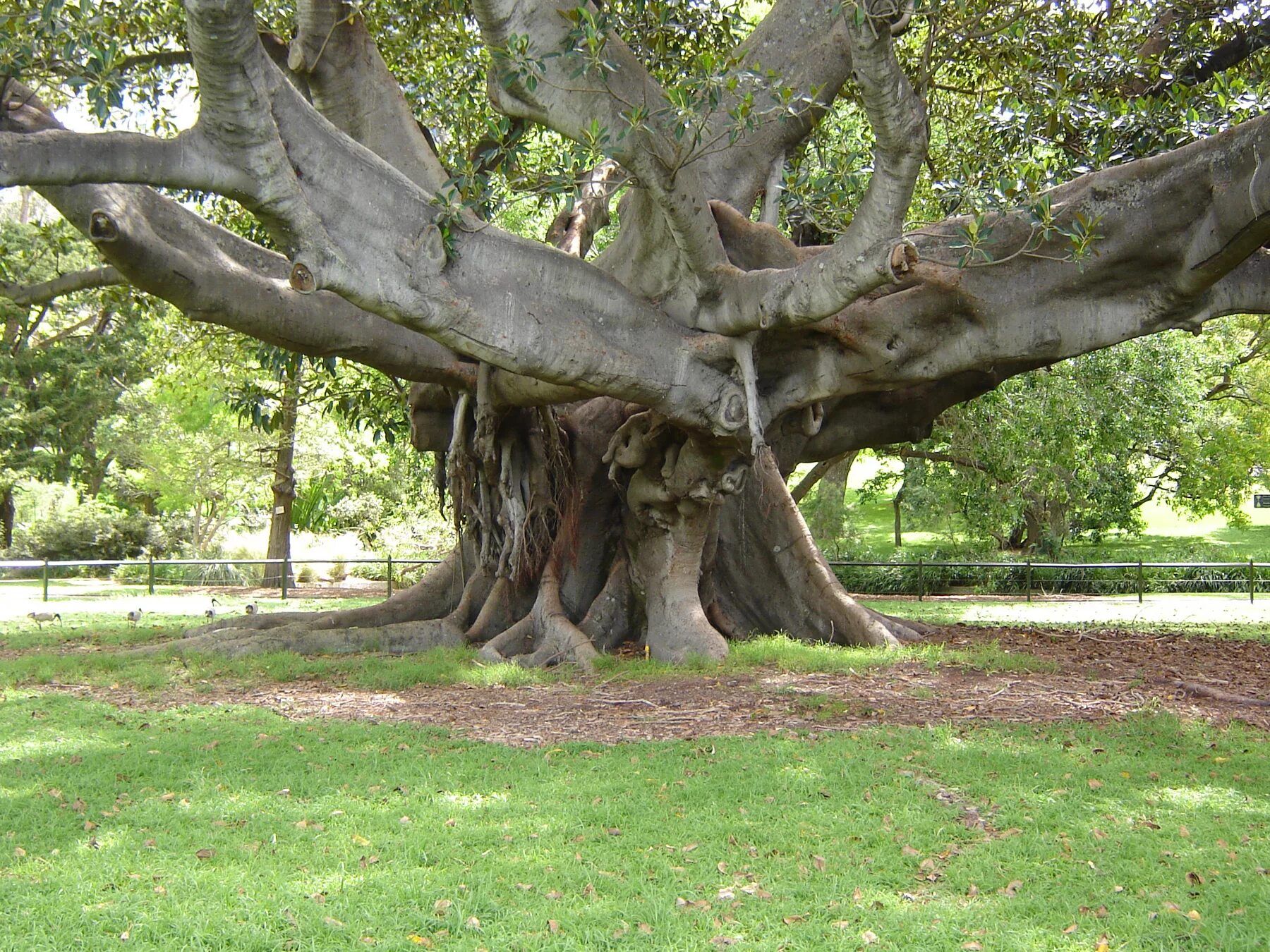 Old tree