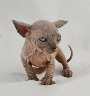 Котята сфинксы недорого