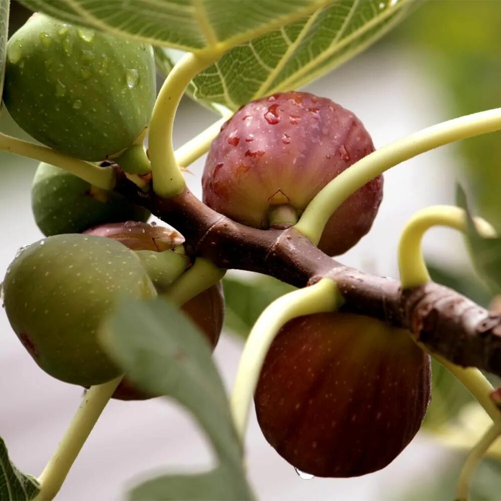 Ficus carica дерево. Фикус Карика. Little Miss Figgy инжир. Фикус little Miss Figgy. Плод фигового дерева 5