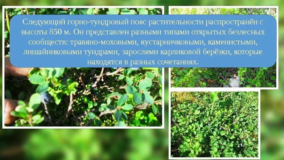 Федоровы тундры. Заросли в тундре 5 букв сканворд. Карликовая береза кольский полуостров. Бурый мох. Заросли в тундре 5 букв сканворд.
