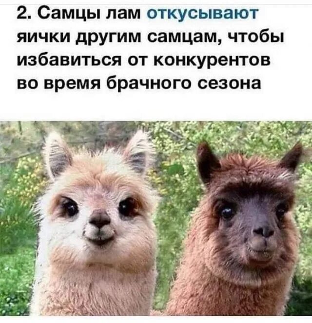 Не хочу не буду мем лама Ответы : Владельцами Nikon. подскажите пожалуйста, как открыть на компьют