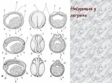 Нейрула какой зародыш