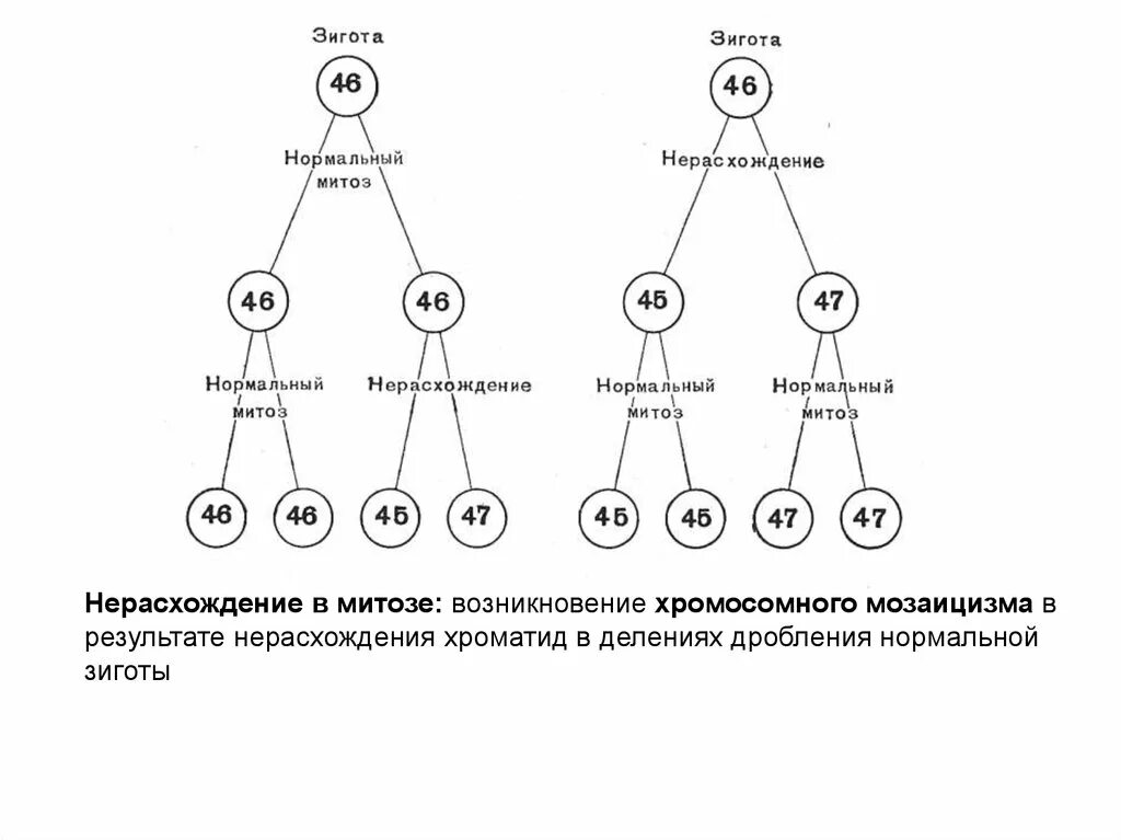 Какое количество хромосом в зиготе человека. Нерасхождение хромосом в митозе схема. Нерасхождение при митозе. Мозаицизм механизмы возникновения. Нерасхождение хромосом в митозе.