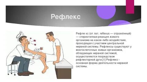 Что такое рефлекс кратко 8 класс