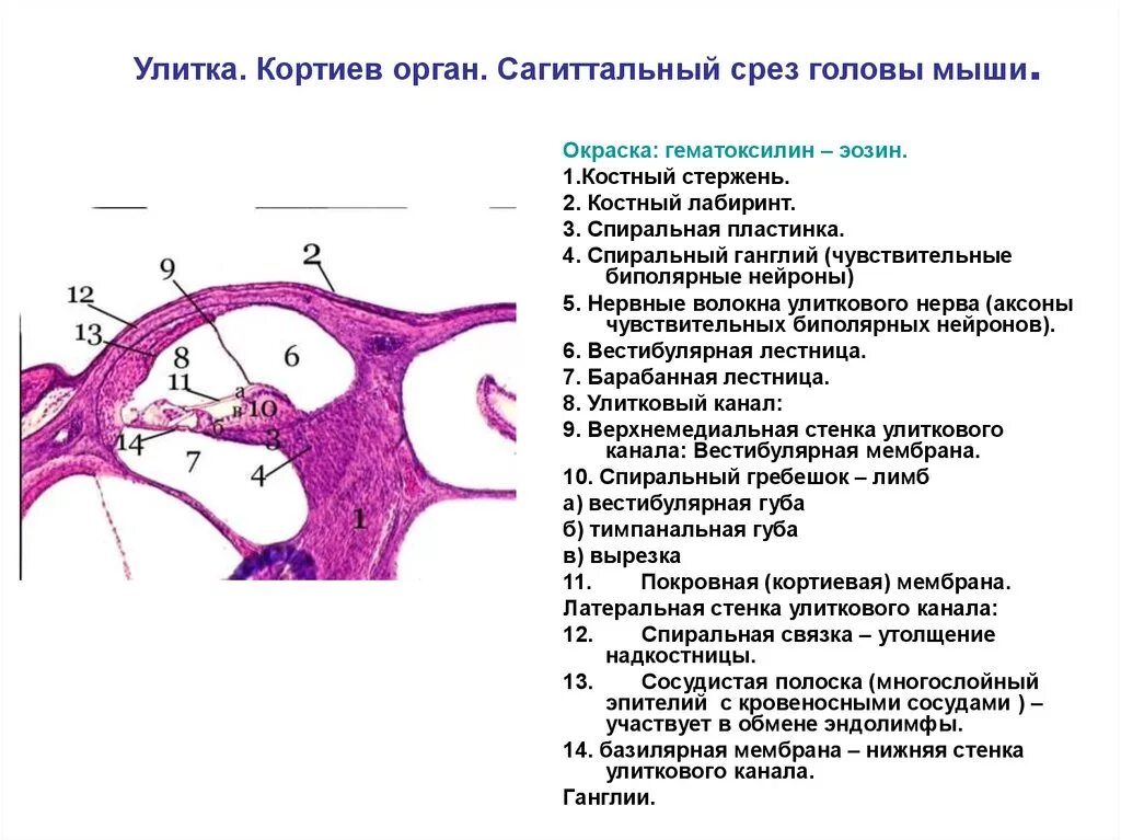 Улитка внутреннего уха гистология препарат Кортиев орган. Кортиев орган аксиальный срез улитки гистология. Кортиев орган мыши гистология. Кортиев орган гистология препарат.