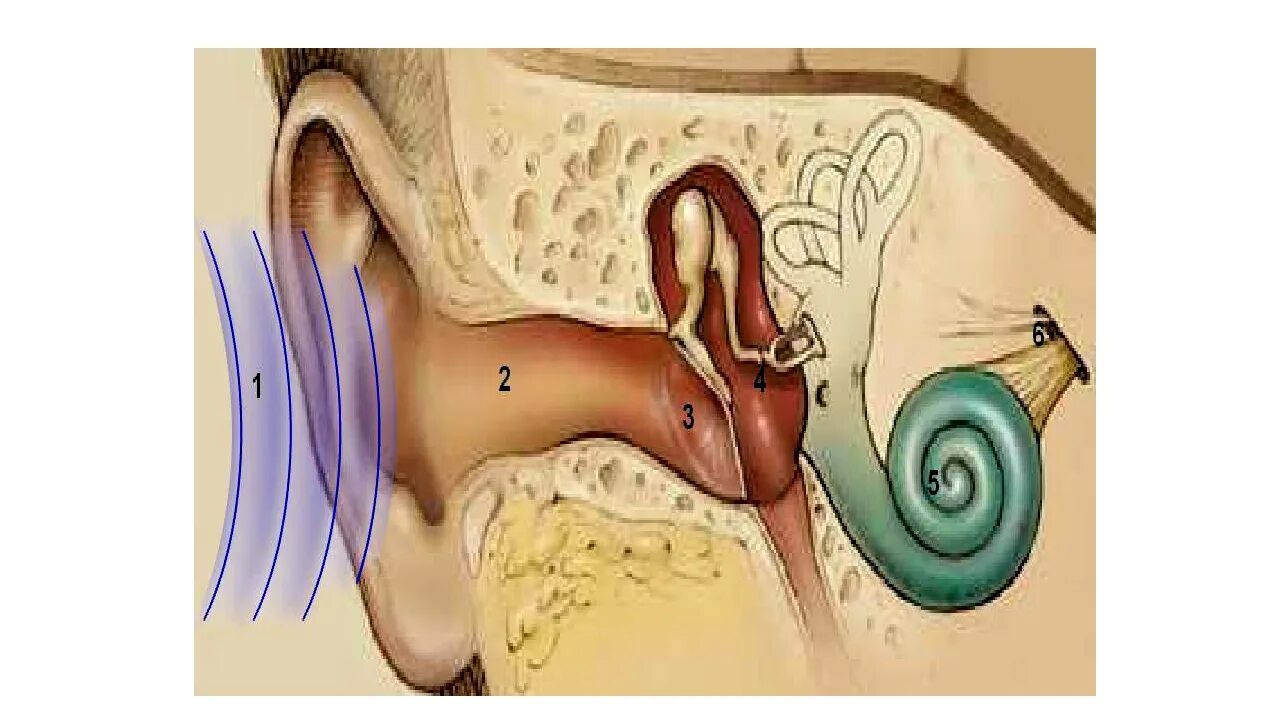 Патология органов слуха. Строение органа слуха. Строение уха. Строение органа слуха человека. Плохо слышимые звуки