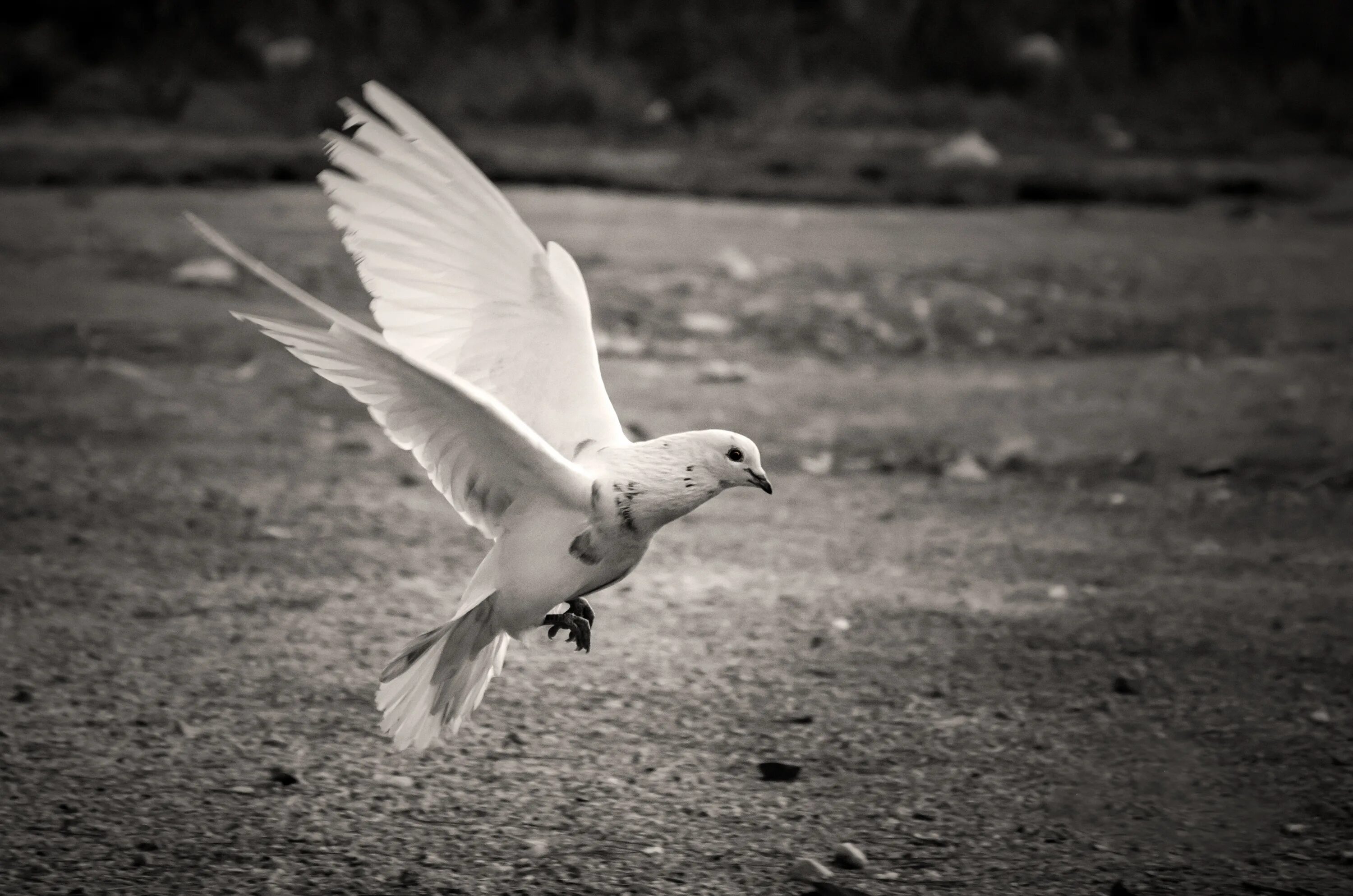 Белая птица новое чудо сюжет. Белый голубь. Белая птица. Голубь в полете. Голубь взлетает.