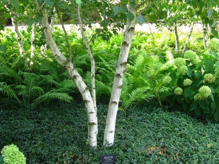 Можно березу на участок. Betula populifolia. Betula papyrifera. Береза и дерен. Betula pamirica.