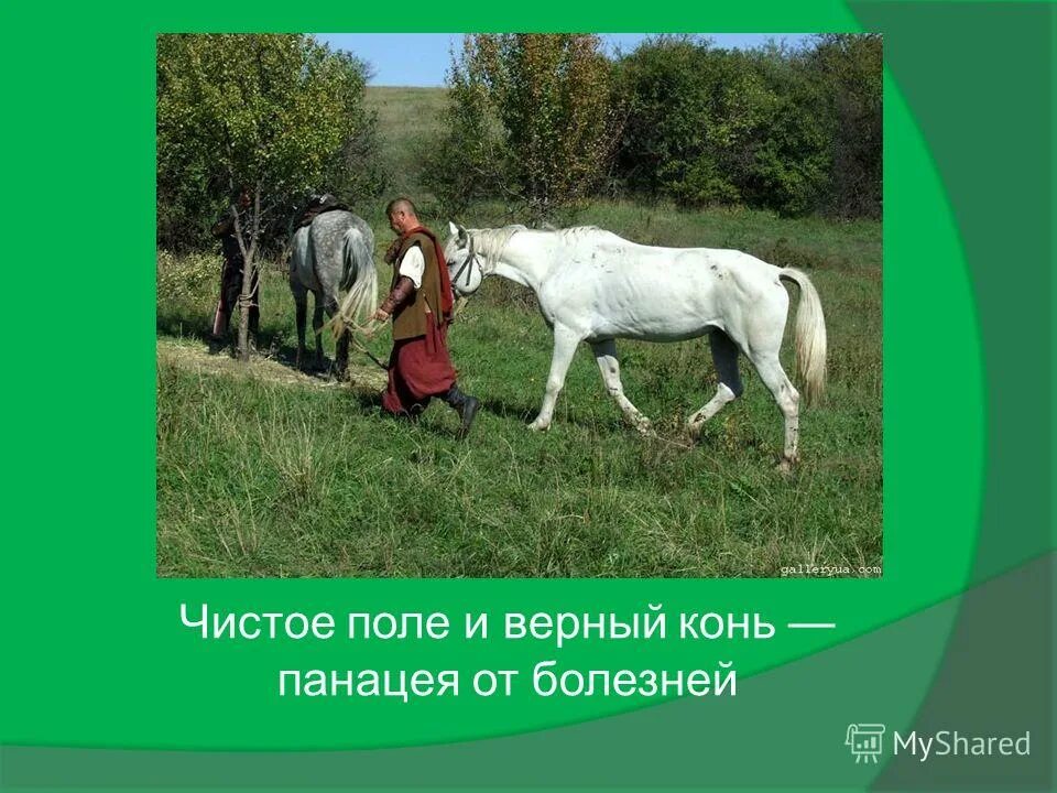 верный конь. алмазная мозаика девушка с конем. верный конь. казачья справа. мой верный конь.