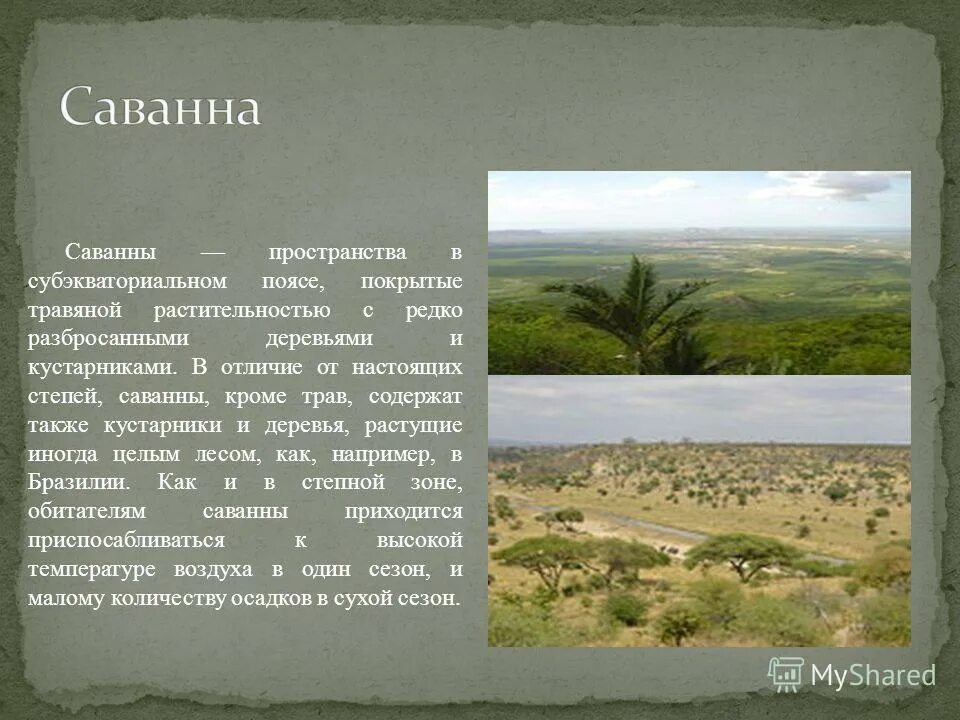 саванны и редколесья. саванны и редколесья россии растительный мир. различие степей и саванн. экосистема саванны. различия саванны.