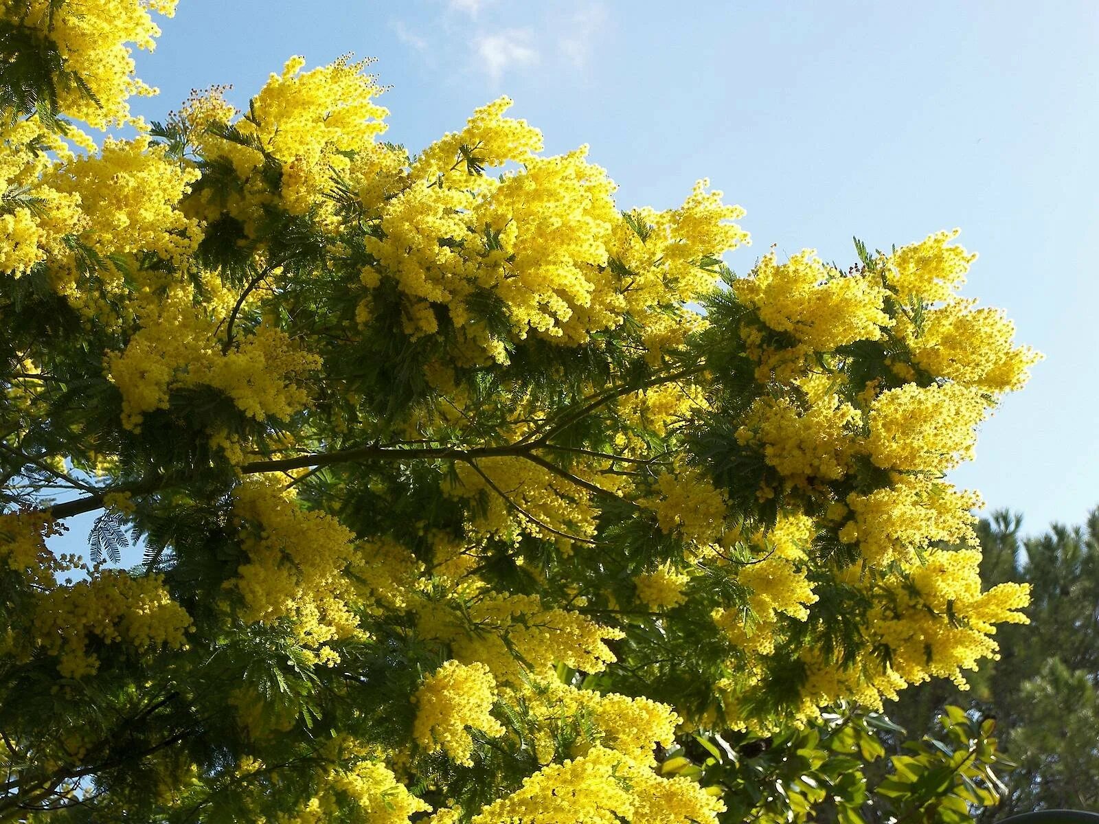 Сколько цветет мимоза. Акация желтокорая. Мимоза Acacia dealbata. Мимоза Акация Абхазия. Акация серебристая Мимоза.