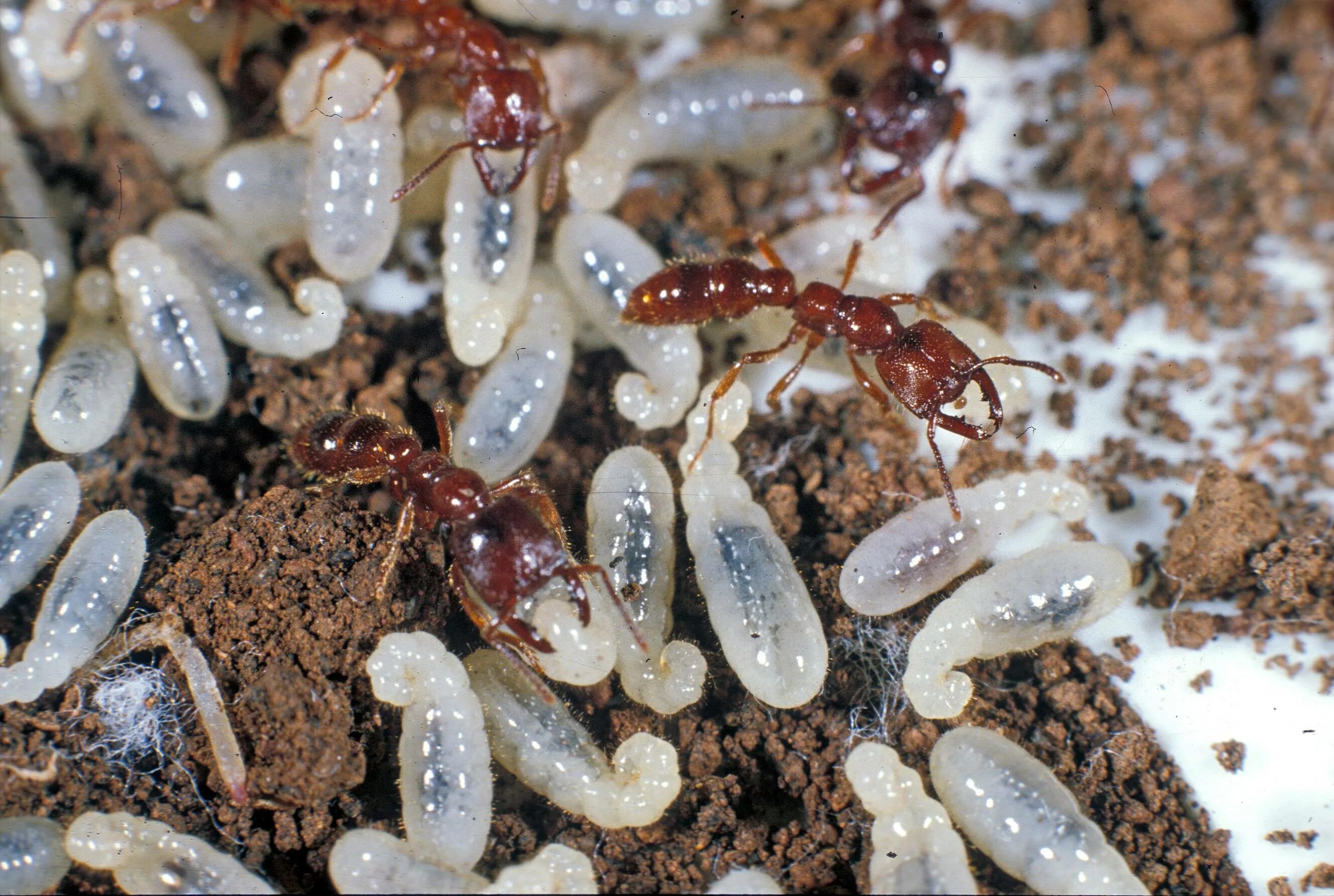 Какое развитие у муравьев. Яйца личинки куколки муравьев. Муравьи яйца личинки куколки. Стадия развития муравья яйцо личинка. Муравьиные яйца (яйца муравьёв).
