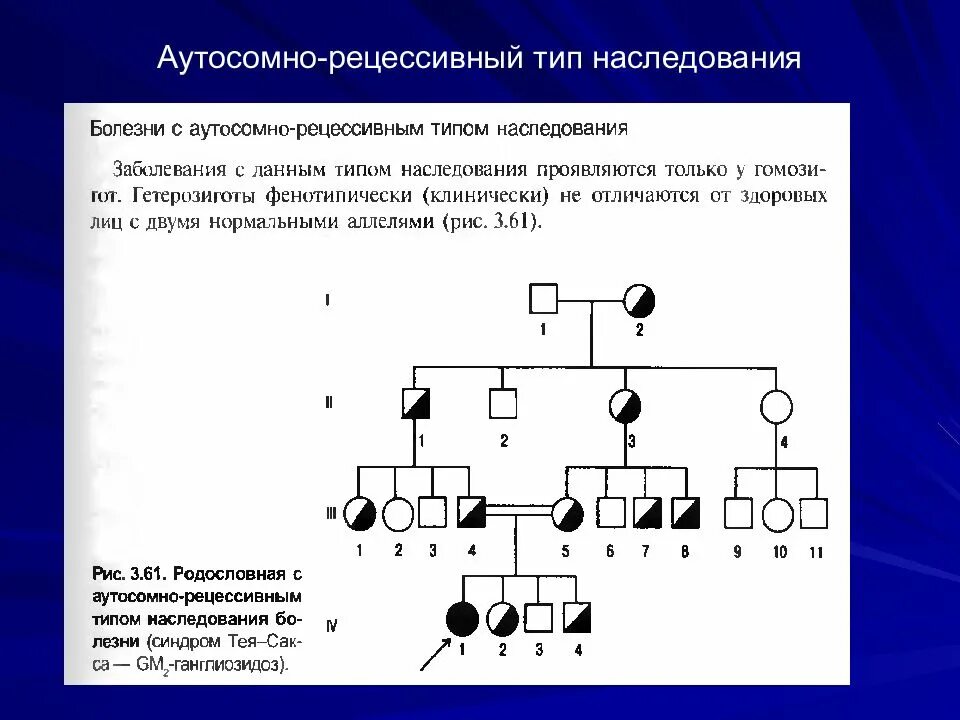 Рецессивный аутосомный ген в задаче. Аутосомно-рецессивный тип родословная. модели родословных аутосомно рецессивный тип наследования. родословная с аутосомно-доминантным типом наследования. 2. аутосомно-рецессивный тип наследования.