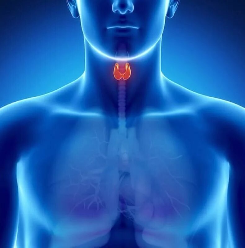 Хронические заболевания щитовидной. Вилочковая железа точка счастья вашего тела. Эндокринная система.