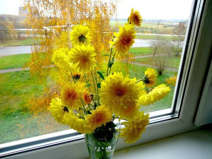 осенние цветы на окне. хризантема зорька в горшке. хризантемы на окно. хризантемы на окно. хризантемы на окне.
