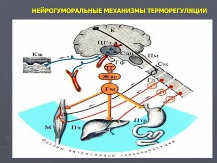 Нейрогуморальный механизм