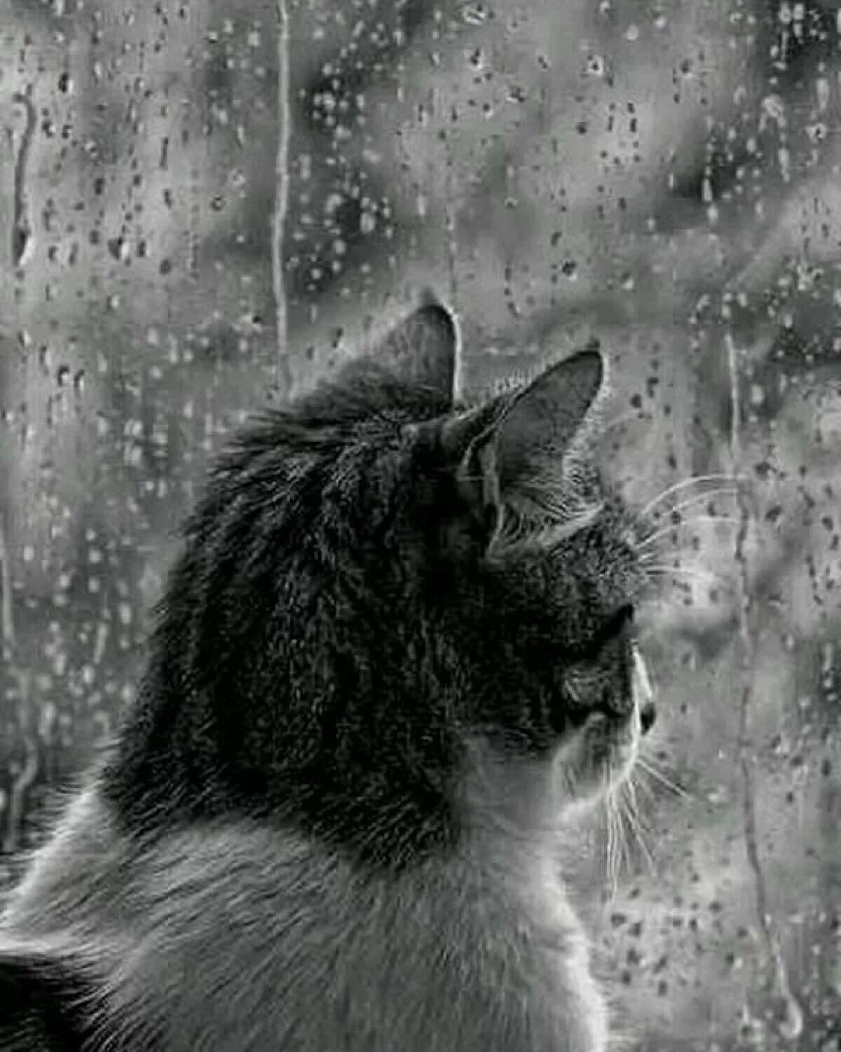 Аватарки грусть. Одинокий кот. Кот и дождь. Дождь грусть. Кот под дождем.