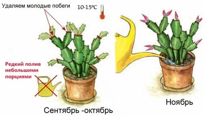 Через сколько лет начинает цвести. Зигокактус комнатное растение. Шлюмбергера буклей. Шлюмбергера декабрист Зигокактус. Кактус шлюмбергера размножение.