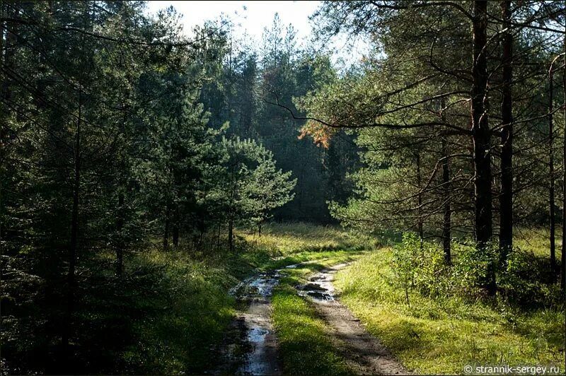 Мещера лес. Мещерский край тропа в лесу. Мещёрский национальный парк болота. Мещерский Сосновый лес. Дождь заливал лес на опушке где